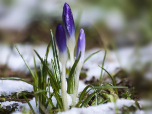 Čeká nás aprílové počasí, sluníčko střídá déšť a o víkendu bude v Plzeňském kraji dokonce i sněžit