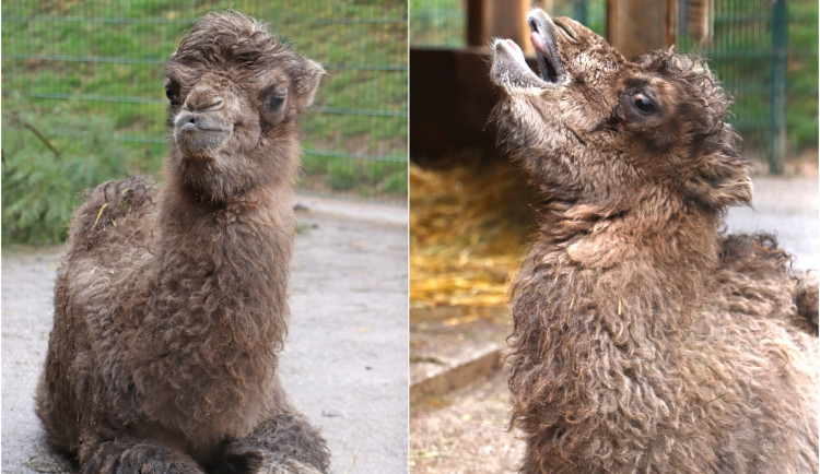 Zoologická zahrada se raduje z narození velbloudice, krmit ji musí ošetřovatelé speciálním mlékem