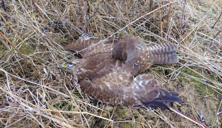 Jeden z otrávených dravců na místě činu