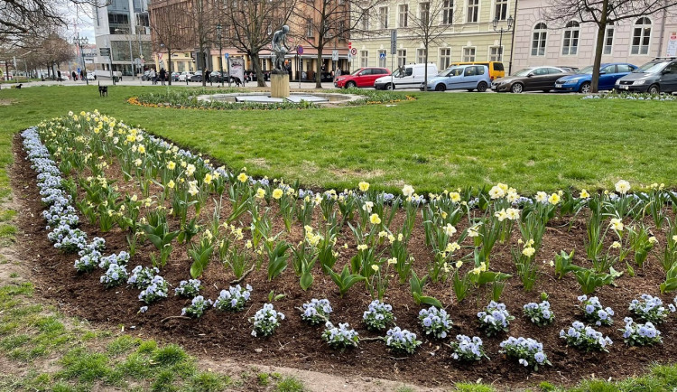 Západočeská metropole s příchodem jara rozkvetla tisícovkami květů