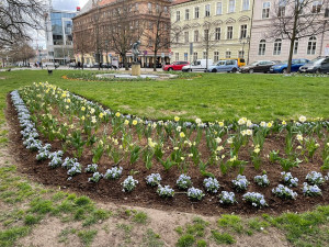 Západočeská metropole s příchodem jara rozkvetla tisícovkami květů