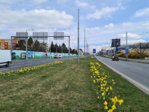 Západočeská metropole s příchodem jara rozkvetla tisícovkami květů