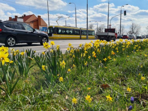 Západočeská metropole s příchodem jara rozkvetla tisícovkami květů
