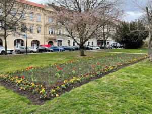 Západočeská metropole s příchodem jara rozkvetla tisícovkami květů