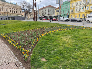 Západočeská metropole s příchodem jara rozkvetla tisícovkami květů