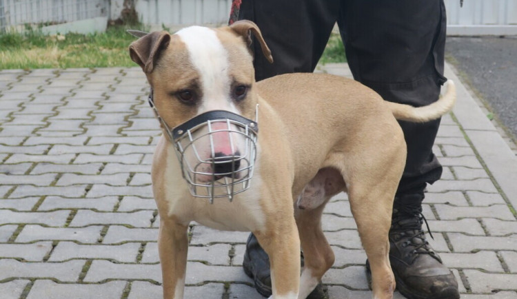 Majitelku pokousal vlastní pes, žena ho ze strachu zavřela v pokoji a přivolala policii