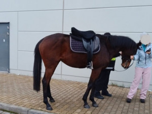 V lednu loňského roku překvapil nakupjící u Kauflandu kůň bez jezdce