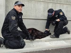 Zatoulaná koza děsila řidiče poblíž kruhového objezdu pod Bílou Horou.