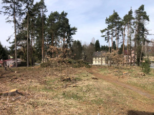 Pět set nových listnatých a jehličnatých stromků omladí zdecimovaný park v Konstantinových Lázních