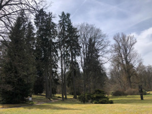 Pět set nových listnatých a jehličnatých stromků omladí zdecimovaný park v Konstantinových Lázních
