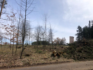 Pět set nových listnatých a jehličnatých stromků omladí zdecimovaný park v Konstantinových Lázních