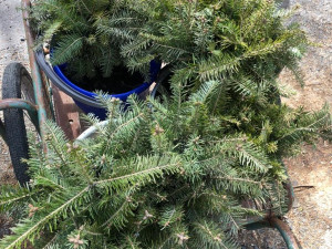 Pět set nových listnatých a jehličnatých stromků omladí zdecimovaný park v Konstantinových Lázních