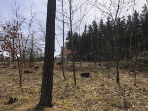 Pět set nových listnatých a jehličnatých stromků omladí zdecimovaný park v Konstantinových Lázních