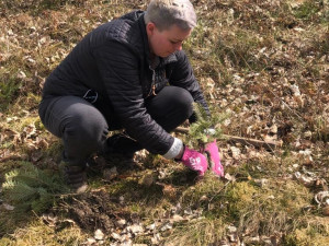 Pět set nových listnatých a jehličnatých stromků omladí zdecimovaný park v Konstantinových Lázních
