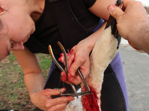 Statečná zubní lékařka má unikátní specializaci, přímo v terénu zachraňuje životy zraněným labutím