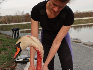 Statečná zubní lékařka má unikátní specializaci, přímo v terénu zachraňuje životy zraněným labutím
