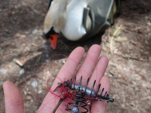 Takový hák se závažím měla labuť zaseklý do nohy