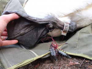 Takový hák se závažím měla labuť zaseklý do nohy