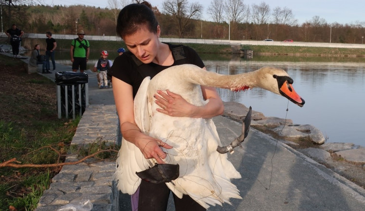 Statečná zubní lékařka má unikátní specializaci, přímo v terénu zachraňuje životy zraněným labutím