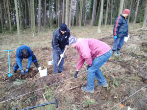 Lesníci hledají dobrovolníky na osázení holin po řádění kůrovce, smrky nahradí odolnější dubový porost