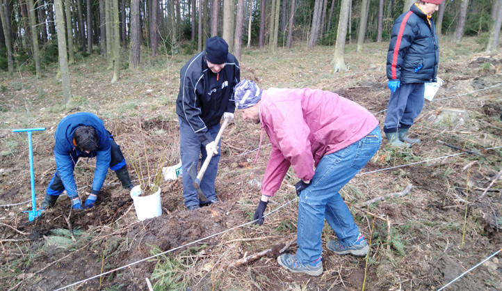 Lesníci hledají dobrovolníky na osázení holin po řádění kůrovce, smrky nahradí odolnější duby