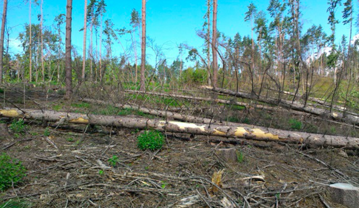 Nejlepší podmínky pro kůrovce jsou na jižní Moravě. Letos se mu ale zatím příliš nedaří