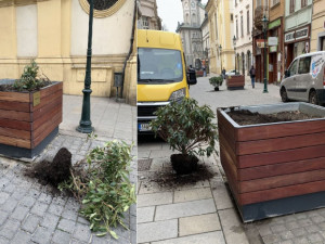 Opilí vandalové, kteří zdemolovali zeleň v centru Plzně se přihlásili na policii. Škodu si už brzy odpracují