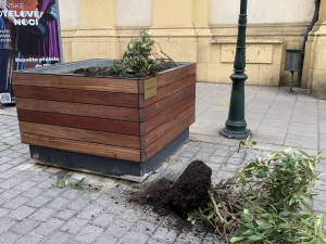 Opilí vandalové, kteří zdemolovali zeleň v centru Plzně se přihlásili na policii. Škodu si už brzy odpracují