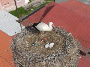 Šlo o minuty, dramatická záchrana tří čerstvě vylíhnutých čapích mláďat z hnízda od jejich ovdovělé matky