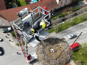 Šlo o minuty, dramatická záchrana tří čerstvě vylíhnutých čapích mláďat z hnízda od jejich ovdovělé matky