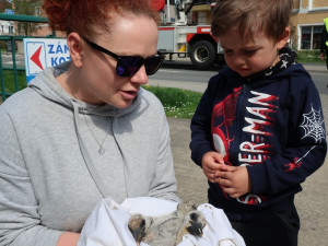 Mláďata se podařilo ve zdraví dopravit z hnízda na zem