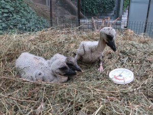 Teď už jsou mláďata na umělém hnízdě a v péči pracovníků záchranné stanice