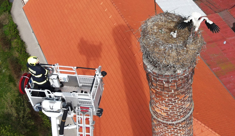 Šlo o minuty, dramatická záchrana tří čerstvě vylíhnutých čapích mláďat z hnízda od jejich ovdovělé matky