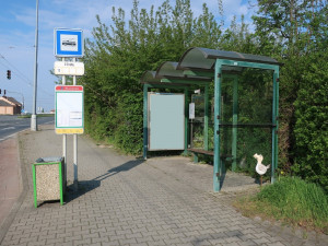 Prosklené zastávky hromadné dopravy zabijí ročně tisícovky ptáků, problém někteří projektanti vůbec neřeší