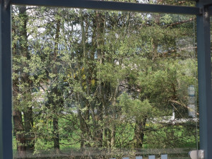 Prosklené zastávky hromadné dopravy zabijí ročně tisícovky ptáků, problém někteří projektanti vůbec neřeší