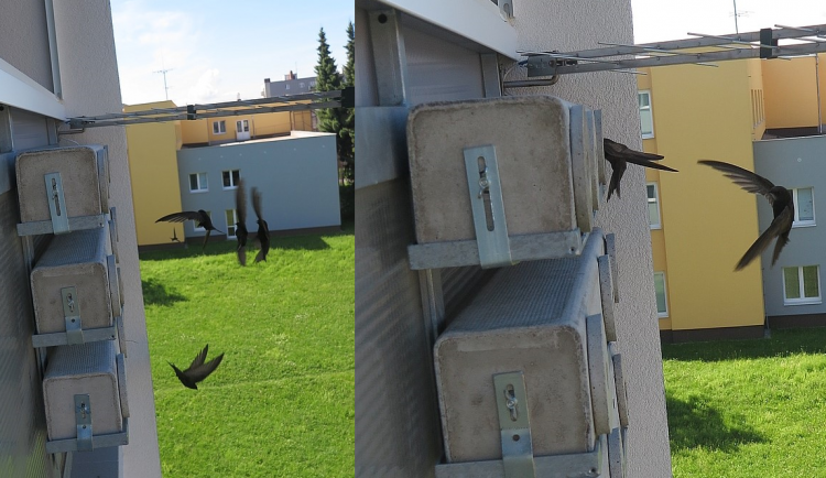Několik rorýsů na umělých hnízdech umístěných na fasádách panelových domů v Plzni