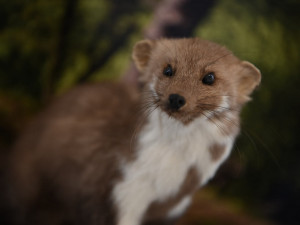 Pomáhají životnímu prostředí i raněným živočichům, ochránci přírody slaví 40 let svého působení na Rokycansku