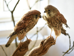 Pomáhají životnímu prostředí i raněným živočichům, ochránci přírody slaví 40 let svého působení na Rokycansku