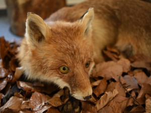 Pomáhají životnímu prostředí i raněným živočichům, ochránci přírody slaví 40 let svého působení na Rokycansku