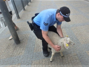 VIDEO: Zmatená ovce pobíhala po rušné komunikaci v historickém centru, pronásledovala ji trojice strážníků