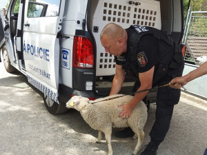 Zmatená ovce pobíhala po rušné komunikaci v centru Plzně, pronásledovali ji strážníci městské policie
