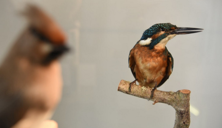 Pomáhají životnímu prostředí i raněným živočichům, ochránci přírody slaví 40 let svého působení na Rokycansku