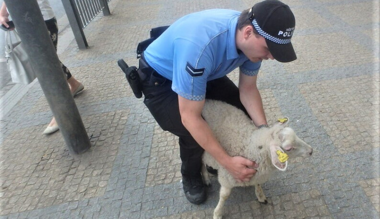 Zmatená ovce pobíhala po rušné komunikaci v centru Plzně, pronásledovali ji strážníci městské policie