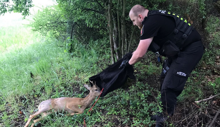 VIDEO: Brána na opuštěnou zahradu se stala pastí pro zatoulaného srnce, pomohli až přivolaní hasiči