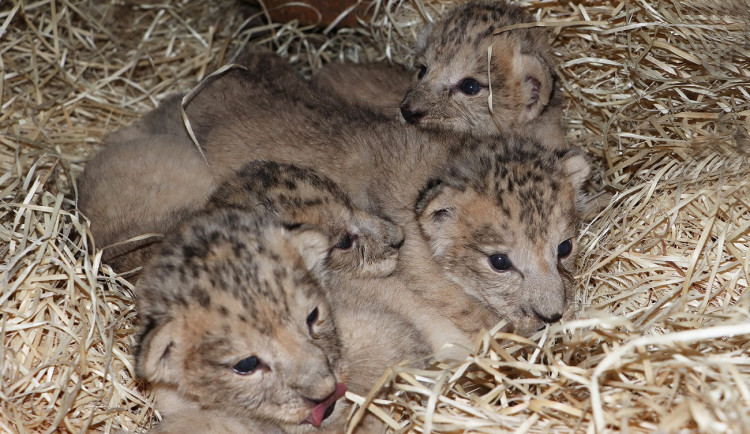 Zoologická zahrada se raduje ze lvích čtyřčat, návštěvníci je uvidí až se otevře zmodernizovaný výběh