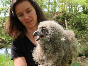 Počet mláďat výra velkého na hnízdech rok od roku bohužel klesá