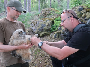 Počet mláďat výra velkého na hnízdech rok od roku bohužel klesá