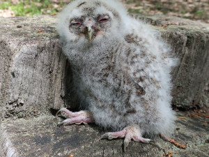 Počet mláďat výra velkého na hnízdech rok od roku bohužel klesá