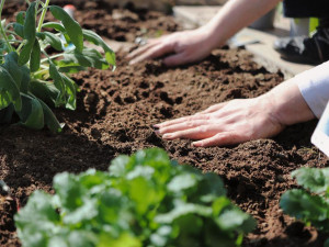 Víkend bude v Plzni patřit milovníkům zahradničení, tematická akce nabídne přednášky i poradnu