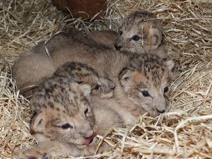 Zoologická zahrada se raduje ze lvích čtyřčat, návštěvníci je uvidí až se otevře zmodernizovaný výběh
